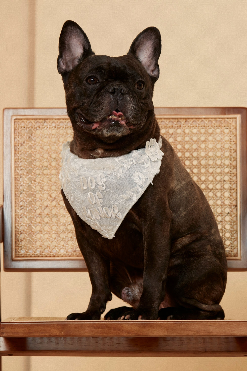 Dog of Honor Bandana
