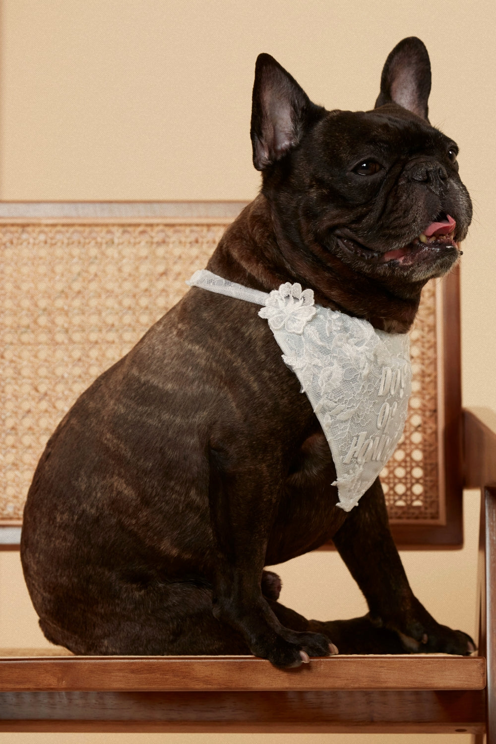 Dog of Honor Bandana